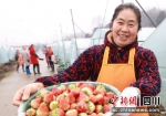 草莓丰收。雨城融媒 供图 - Sc.Chinanews.Com.Cn