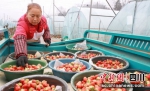 采摘运输草莓。雨城融媒 供图 - Sc.Chinanews.Com.Cn