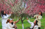 游客在盛开的梅花树前拍照留影。 张明云 摄 - Sc.Chinanews.Com.Cn