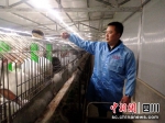 何海军喂养兔子。 谢义 摄 - Sc.Chinanews.Com.Cn