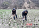村民们在田间地头忙碌。汶川县委宣传部供图 - Sc.Chinanews.Com.Cn