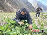 村民正在对种植的蔬菜进行早期管理。汶川县委宣传部供图 - Sc.Chinanews.Com.Cn