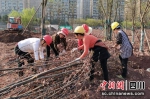 工人移栽树木。富顺融媒 供图 - Sc.Chinanews.Com.Cn