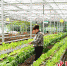 图为大竹村一村民正在蔬菜产业园区上班。 作者 刘旭 - Sc.Chinanews.Com.Cn