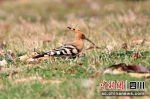 参赛观鸟爱好者拍到草地上的戴胜。罗盛杭摄 - Sc.Chinanews.Com.Cn