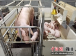 图为柏林村生猪养殖（自繁自养）基地。受访者供图 - Sc.Chinanews.Com.Cn