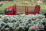 蔬菜收购。犍为县委组织部 供图 - Sc.Chinanews.Com.Cn
