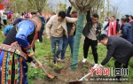 种新树，促进团结。汶川县融媒体中心供图 - Sc.Chinanews.Com.Cn