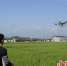 技术员正在操作植保无人机进行作业。绵竹市融媒体中心供图 - Sc.Chinanews.Com.Cn