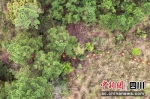 内江应急救援队员在山林间开展防火巡护。刘忠俊摄 - Sc.Chinanews.Com.Cn
