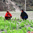 草坡新村现代产业园区种植的蔬菜。 - Sc.Chinanews.Com.Cn