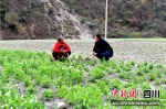 草坡新村现代产业园区种植的蔬菜。 - Sc.Chinanews.Com.Cn