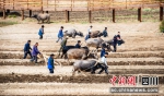 春耕第一犁。（越西县文广旅局 供图） - Sc.Chinanews.Com.Cn