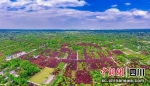温江区聚集的花木产业。 - Sc.Chinanews.Com.Cn