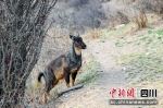 新龙县城边惊现国家二级保护动物中华斑羚。米宏伟摄 - Sc.Chinanews.Com.Cn