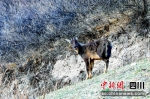 山坡上悠闲散步的中华斑羚。米宏伟摄 - Sc.Chinanews.Com.Cn