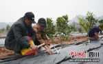 村民正在为柑橘树苗覆膜。周亮 摄 - Sc.Chinanews.Com.Cn