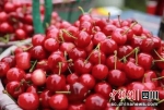 鲜甜可口的汶川甜樱桃。 - Sc.Chinanews.Com.Cn