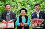 鲜甜可口的汶川甜樱桃。 - Sc.Chinanews.Com.Cn