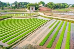 水稻宛如一排排绿色琴键。 - Sc.Chinanews.Com.Cn