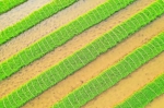 水稻宛如一排排绿色琴键。 - Sc.Chinanews.Com.Cn