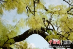 珂楠树已进入花期，淡黄色的小花缀满枝头。 胡宇 摄 - Sc.Chinanews.Com.Cn