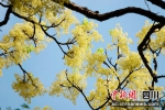 珂楠树已进入花期，淡黄色的小花缀满枝头。 胡宇 摄 - Sc.Chinanews.Com.Cn
