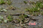 新物种汶川滑蜥。 - Sc.Chinanews.Com.Cn