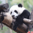 图：成都大熊猫繁育研究基地 - Sc.Chinanews.Com.Cn