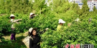 村民们在花椒产业园里忙碌地采摘花椒嫩芽。任诗韵 摄 - Sc.Chinanews.Com.Cn