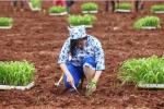 一位女性粮农正在栽种幼苗 - Sc.Chinanews.Com.Cn