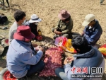 村民正在清理大蒜种子。壤塘县委宣传部供图 - Sc.Chinanews.Com.Cn