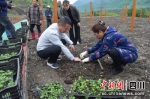种植技术现场培训。汶川县委宣传部供图 - Sc.Chinanews.Com.Cn