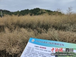 油菜示范片内种植的“川油81”。 - Sc.Chinanews.Com.Cn