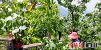 村民给甜樱桃穿上“白大褂”。 - Sc.Chinanews.Com.Cn