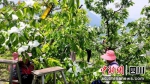 村民给甜樱桃穿上“白大褂”。 - Sc.Chinanews.Com.Cn