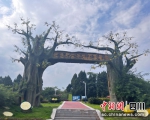 安岳柠檬博览园。（百雅婷 摄） - Sc.Chinanews.Com.Cn