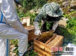 沟域里的蜜蜂养殖。壤塘县委宣传部供图 - Sc.Chinanews.Com.Cn