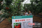 园区内种植的中晚熟甜樱桃树挂满果实。 陈选斌 - Sc.Chinanews.Com.Cn
