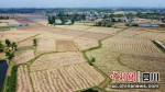 油菜收割后的农田。 罗江区委宣传部供图 - Sc.Chinanews.Com.Cn