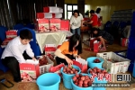将采摘下来的桃子装箱。 梓潼县融媒体中心供图 - Sc.Chinanews.Com.Cn