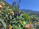 小屯村村民赵玉珍在采摘枇杷。 - Sc.Chinanews.Com.Cn