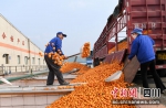 佳美食品生产厂房内内工人正在卸载柑橘。汪泽民 摄 - Sc.Chinanews.Com.Cn