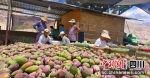 民众正在芒果园中劳作。(雷国香摄) - Sc.Chinanews.Com.Cn