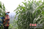 村民在给高粱喷洒农药。陈雨 摄 - Sc.Chinanews.Com.Cn