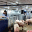 工作人员正在生猪良繁保供基地（种猪场）忙碌。成都益民集团供图 - Sc.Chinanews.Com.Cn