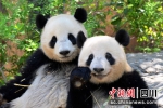 大熊猫“晓晓”“蕾蕾”。（四川省文化和旅游厅 供图） - Sc.Chinanews.Com.Cn