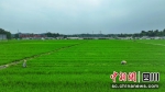 安州区水稻制种现代农业园区。 杜康 摄 - Sc.Chinanews.Com.Cn