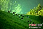 被誉为“世界本来样子”的青川唐家河。 - Sc.Chinanews.Com.Cn