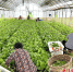 佳欣农场蔬菜大棚里，村民们正忙着采摘新鲜的小白菜。郭林娜 摄 - Sc.Chinanews.Com.Cn